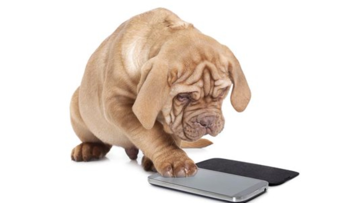 presentación Tortuga estrés Investigadores desarrollan un teléfono inteligente para perros –  REACTIVOZ.COM